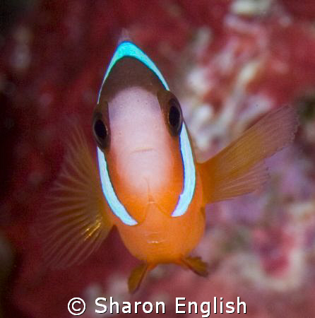 Loving the colour combinations! by Sharon English 