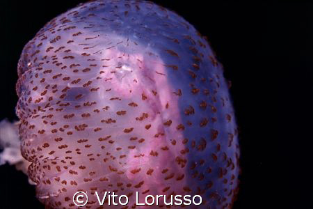 Jellyfishs - Pelagia noctiluca (detail) by Vito Lorusso 