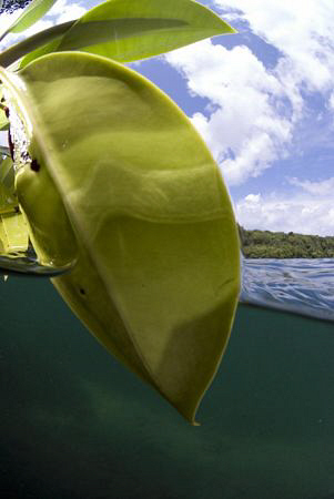 Leaf in Lake Kakaban. by Erika Antoniazzo 