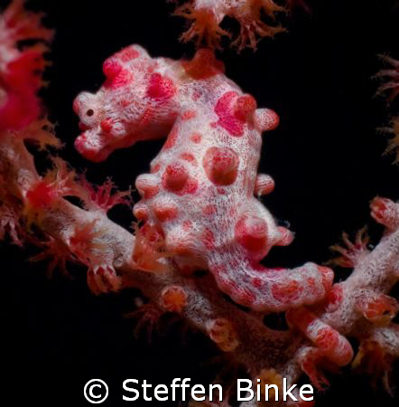 Pregnant Seahorse by Steffen Binke 