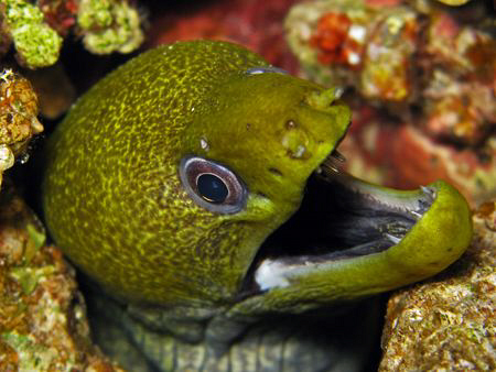 Undulated moray taken on a night dive with a Canon G9 and... by James Dawson 