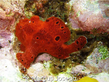LONGLURE FROGFISH Long, undivided, whitish translucent fi... by Marcus Joseph 