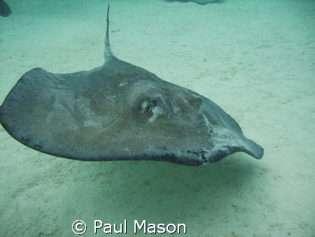 GLIDER by Paul Mason 