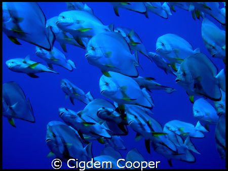 School of Batfish. Taken in Shark Reef in Sharm El Sheikh. by Cigdem Cooper 