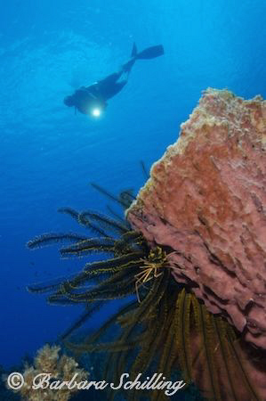 Tiny Spider Crab on a huge barrel sponge by Barbara Schilling 