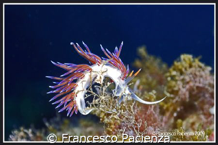 Cratena Peregrina. Tkae with Nikon D60 in Easydive housin... by Francesco Pacienza 