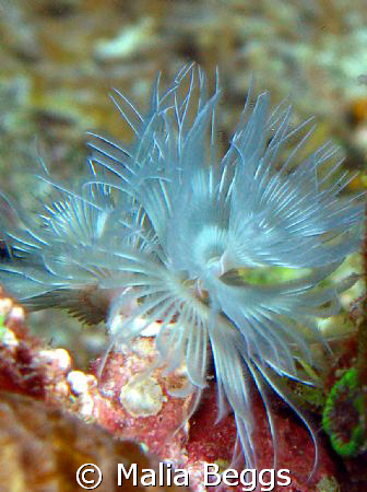Tube Worm-Bispira sp. *Sabellidae*  It is hard to associa... by Malia Beggs 
