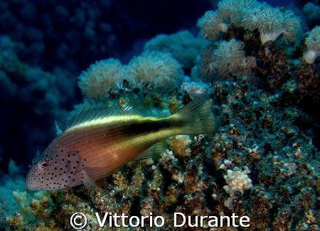Hawkfish by Vittorio Durante 