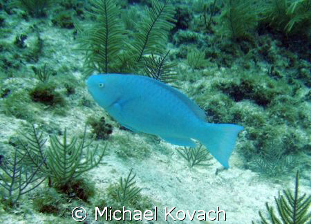 Parrot fish on the Inside Reef at Lauderdale by the Sea by Michael Kovach 