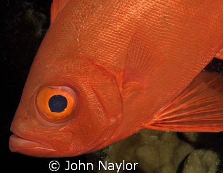 big eye. by John Naylor 