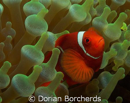 Spine-Cheek Anemone Fish in Bubble Anemone. by Dorian Borcherds 