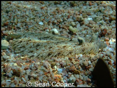 Moses Sole. Taken in Sharm El Sheikh. by Sean Cooper 