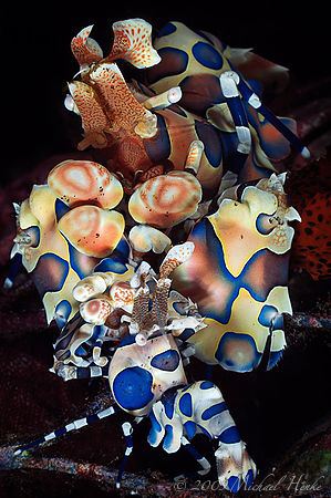 BIG MAMA :-) by Michael Henke 