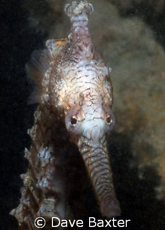 local seahorse enjoying the spotlight by Dave Baxter 