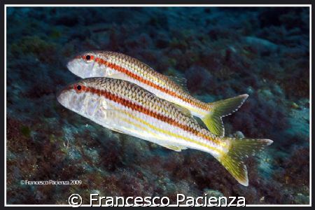 Couple of Mullets. Take with Nikon D60 in Easydive housin... by Francesco Pacienza 