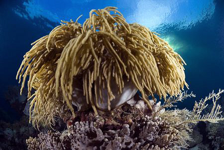 Hairy soft coral at Sangalaki island. by Erika Antoniazzo 