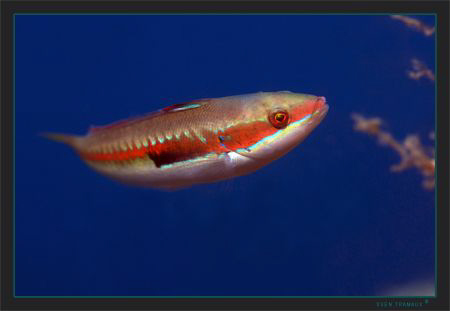 A Mediterranean rainbow wrasse (Coris julis) by Sven Tramaux 
