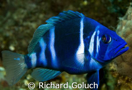 Indigo Hamlet-Belize-Canon 5D 100 mm macro by Richard Goluch 