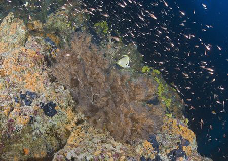 Wall. Wolf island. Galapagos. S5pro, 10.5mm. by Derek Haslam 