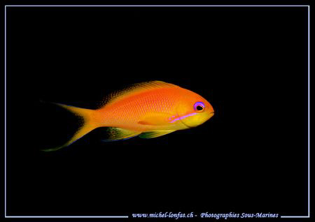 A little Red Fish in the Red Sea ... :O) ... by Michel Lonfat 