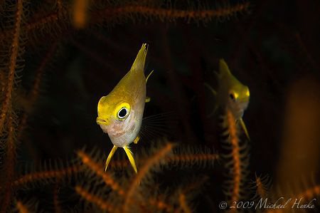 Medium Golden Damsel (Amblyglyphidodon aureus) taken with... by Michael Henke 