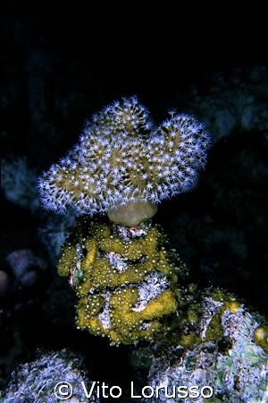 Corals by Vito Lorusso 