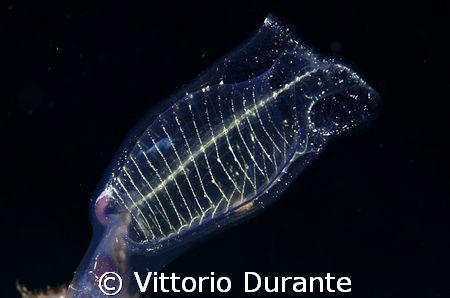 Clavelina Lepadiformis by Vittorio Durante 