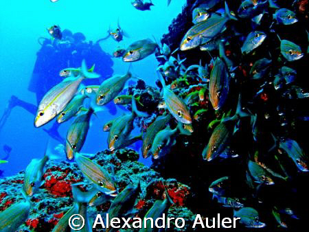 Xiras at the bow of the  Pirapama´s wreck by Alexandro Auler 
