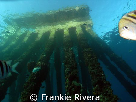 Sargeant Fish @ Crash Boat Pier by Frankie Rivera 
