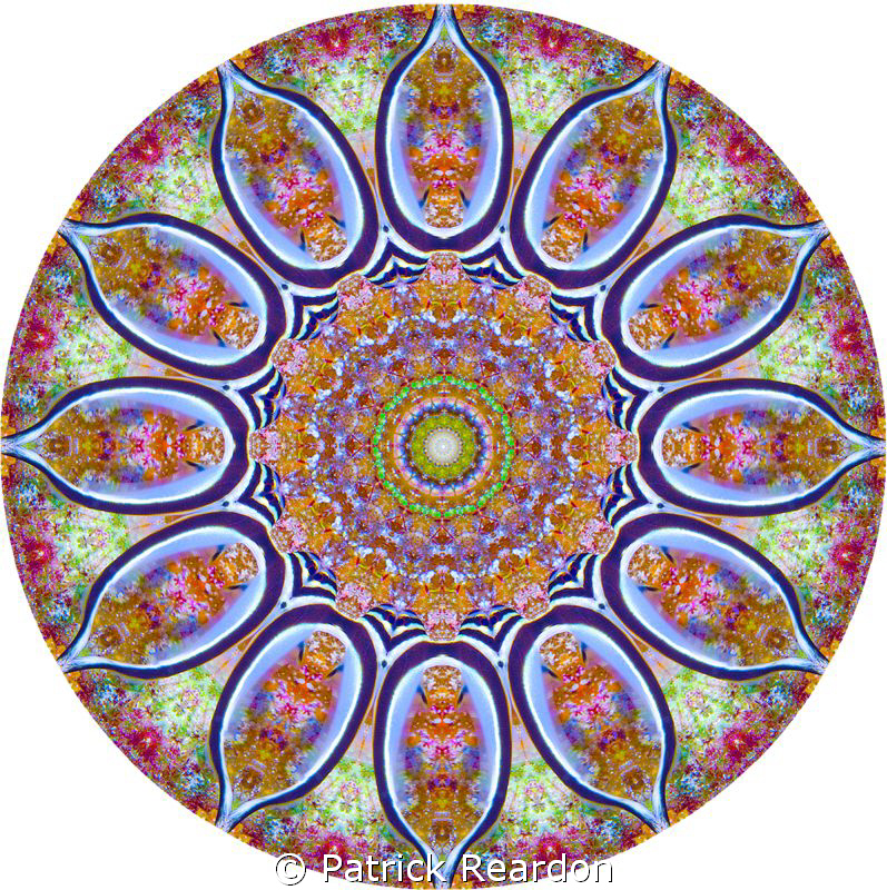 Kaleidoscopic image made from a photo of a juvenile drum ... by Patrick Reardon 