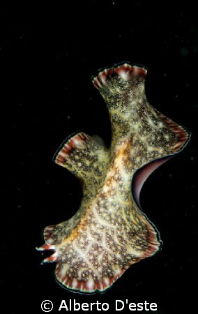 Vermis flat in night dive, Mafia Island, Tanzania, Nikon ... by Alberto D'este 