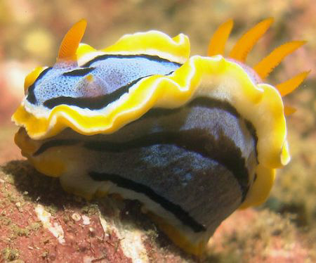Chubby Nudi by Martin Dalsaso 