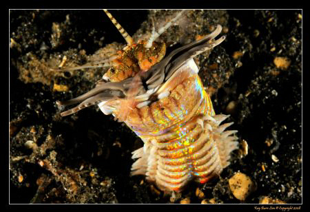 Bobbit Worm, Lembeh Straits, 
D300, YS-110a strobes by Kay Burn Lim 