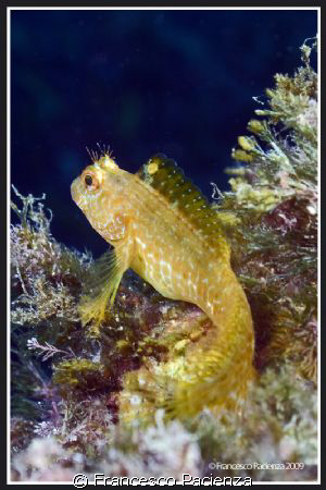 Beautyfull Gold Blennius that's waiting for...
Take with... by Francesco Pacienza 