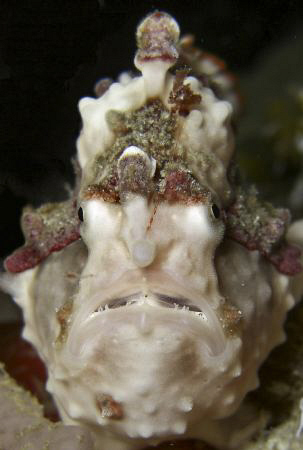 A Warty or Clown Frog fish in Leyte . Casio Exilim by Andrew Macleod 