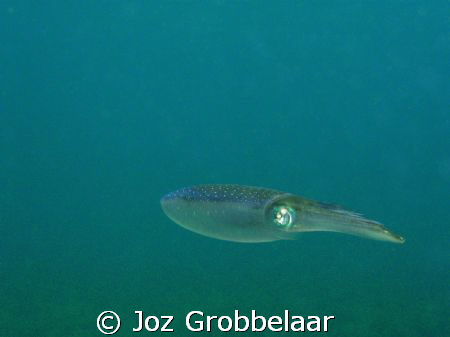 Getting close up with a cuttlefish - eyes wide open by Joz Grobbelaar 