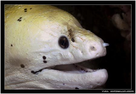 Shrimp on the face      Fuji S5 pro/ 60mm by Yves Antoniazzo 