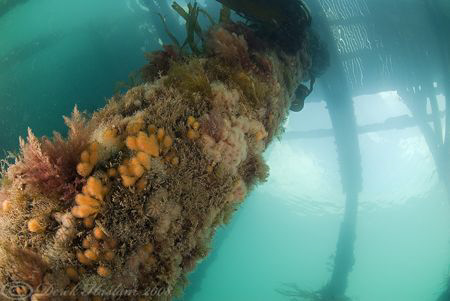 Trefor pier leg. d200, 10.5mm. by Derek Haslam 