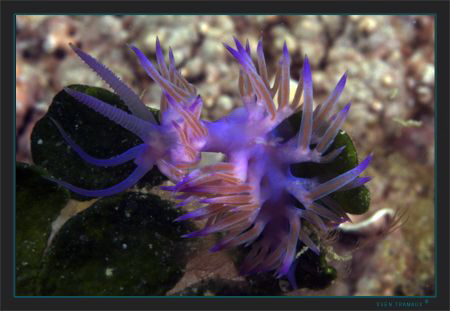 Flabellina affinis by Sven Tramaux 