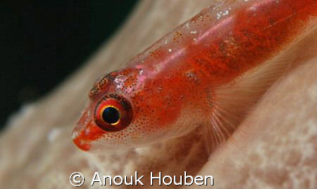 Picture taken on the second reef off Negombo, Sri Lanka. by Anouk Houben 