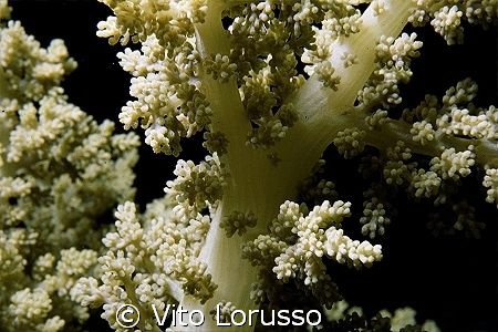 Corals - Lythophyton arboreum by Vito Lorusso 