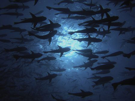 lots and lots of fish! Casio Exilim by Andrew Macleod 