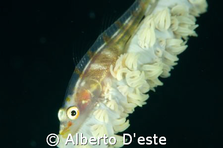 Goby, Nikon D70S, 105 mm, DS160 by Alberto D'este 