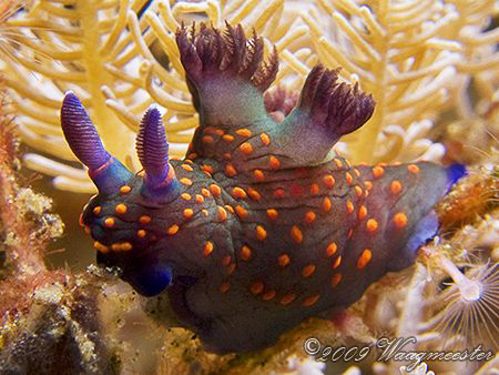 Nembrotha yonowae nudibranch at Sangean Island, Komodo (C... by Marco Waagmeester 