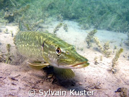 Brochet en lac by Sylvain Kuster 