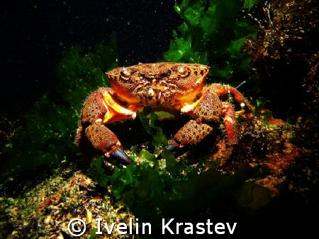 Eriphia verrucosa(Pagur) by Ivelin Krastev 