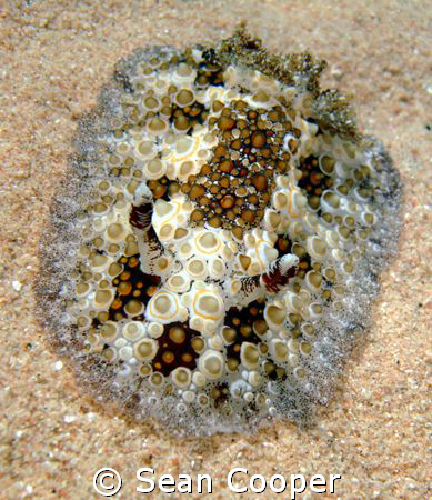 Fragile Discodorid, taken at Marsa Bareika in the Norther... by Sean Cooper 