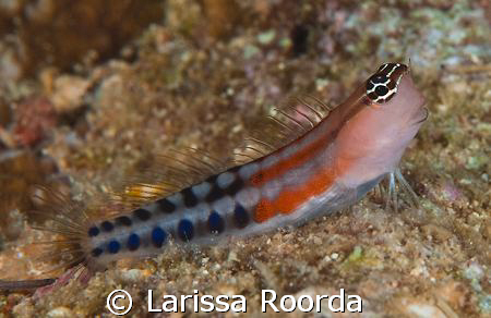 Ecsenius opsifrontalis:  Comical Blenny by Larissa Roorda 