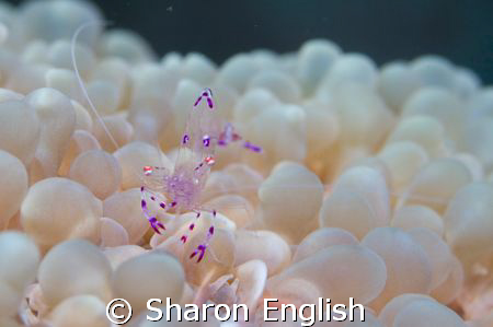 Shrimp by Sharon English 