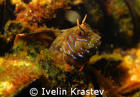 Aidablennius sphinx. "My house is a calm".Canon G9,housin... by Ivelin Krastev 
